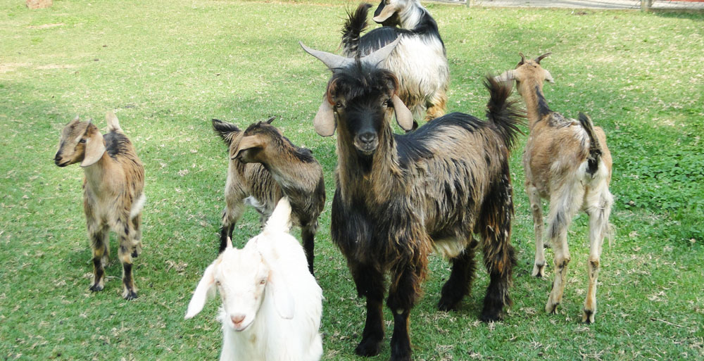 Fazendinha